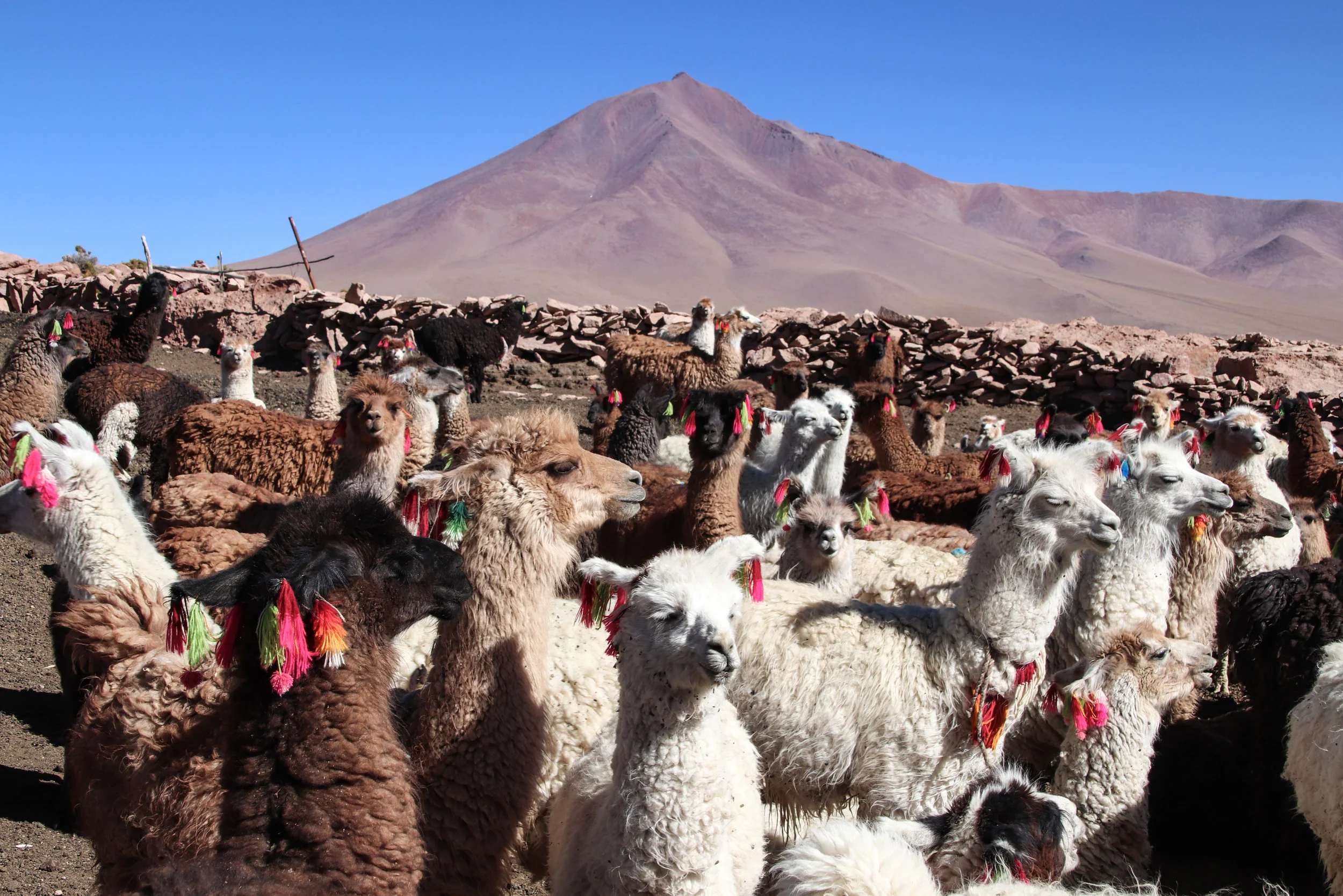IMG_6200Llama Party.jpg