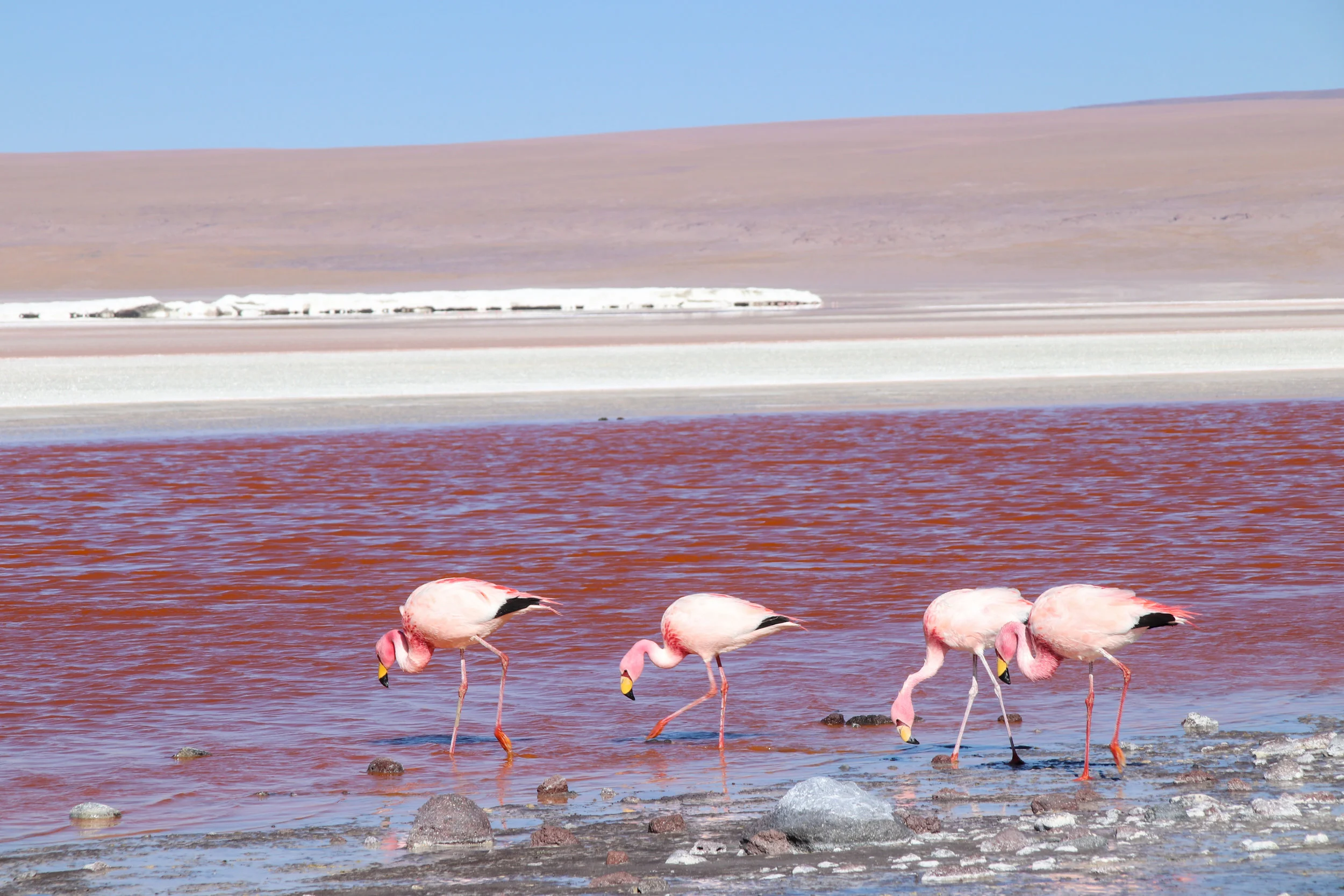 IMG_6417Flamingos.jpg
