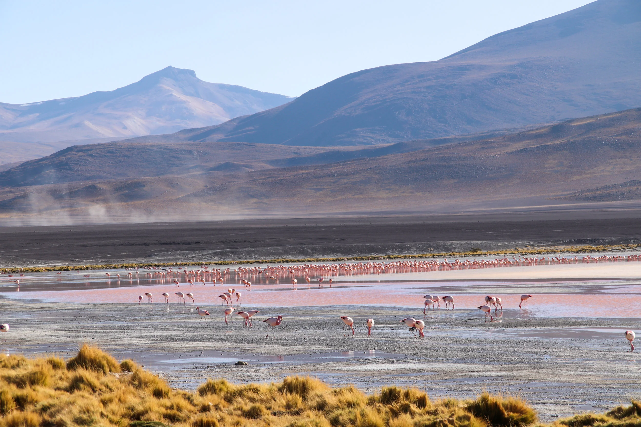 IMG_6472Flamingos in lagoon.jpg