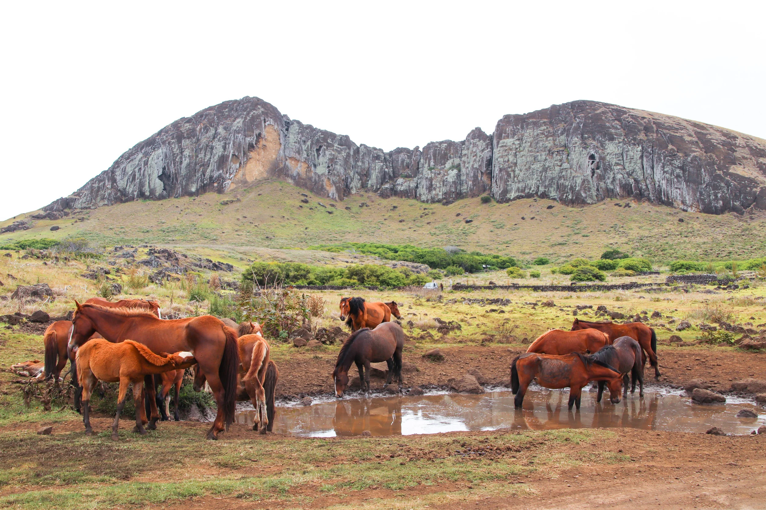 IMG_8017Easter Island 5.jpg