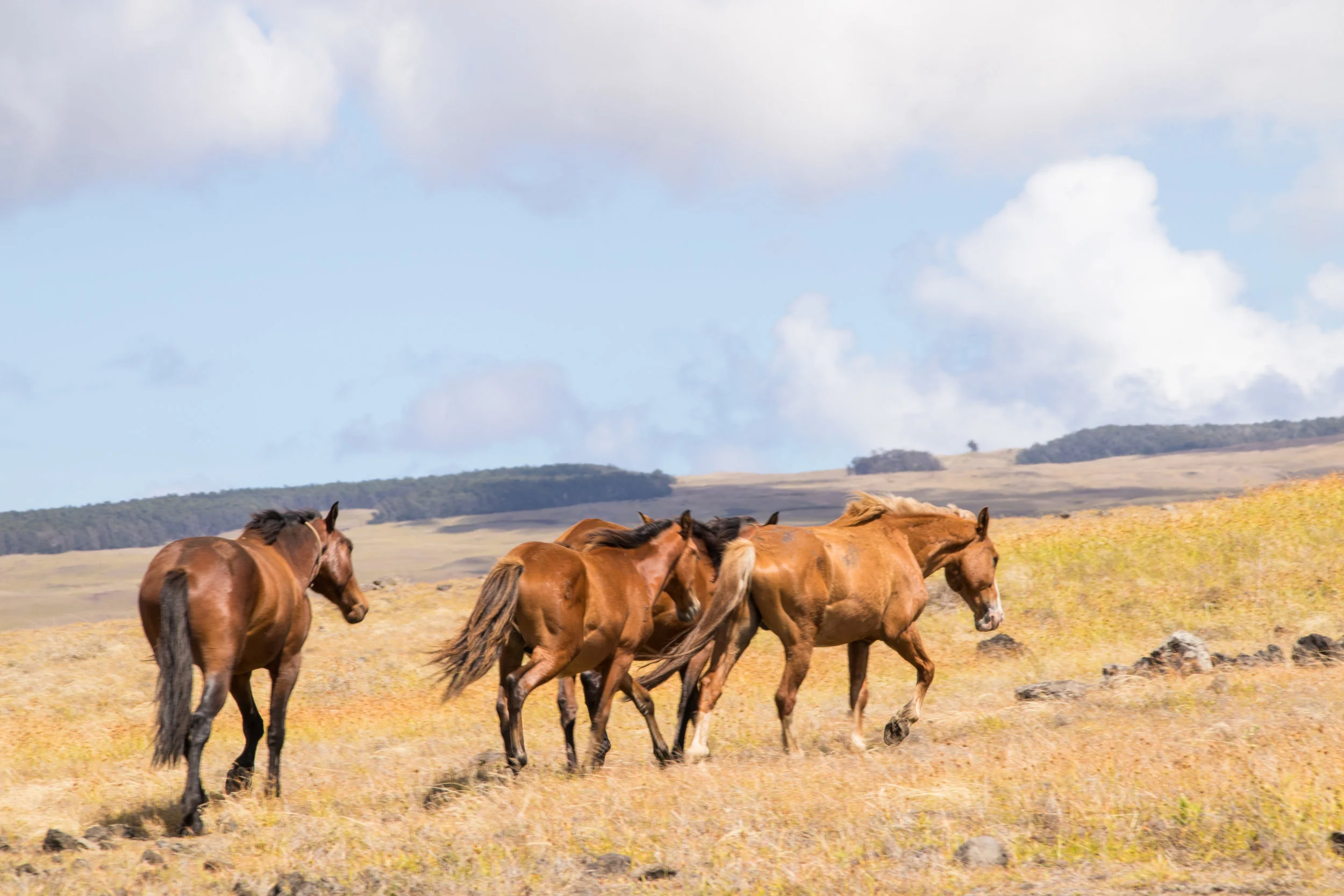IMG_8809 1Easter Island 13.jpg