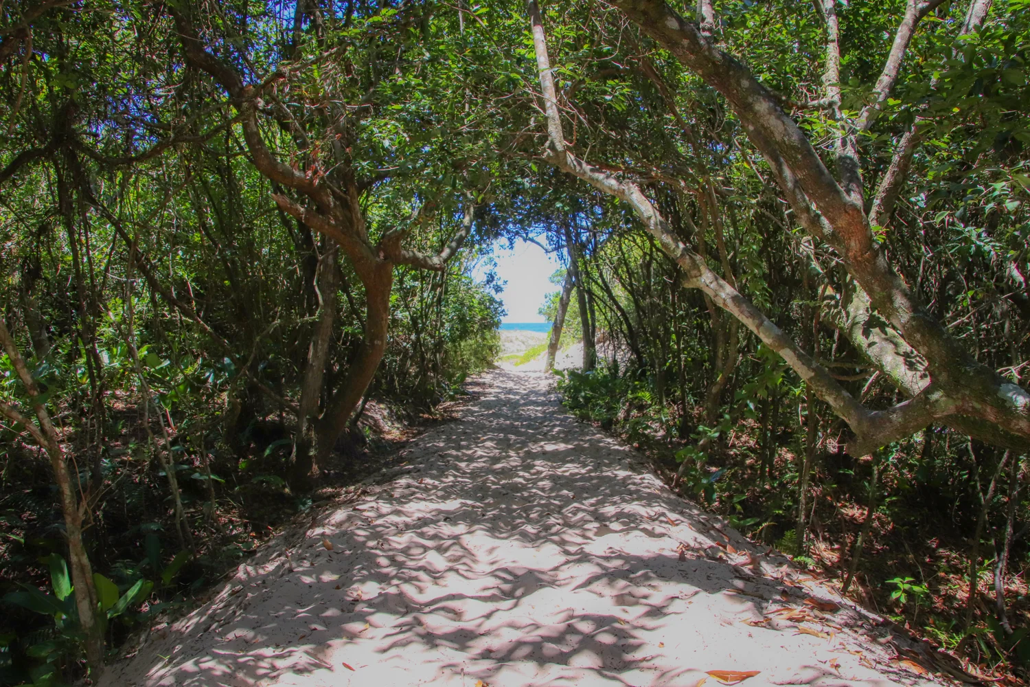beach-jungle-florianopolis.jpg