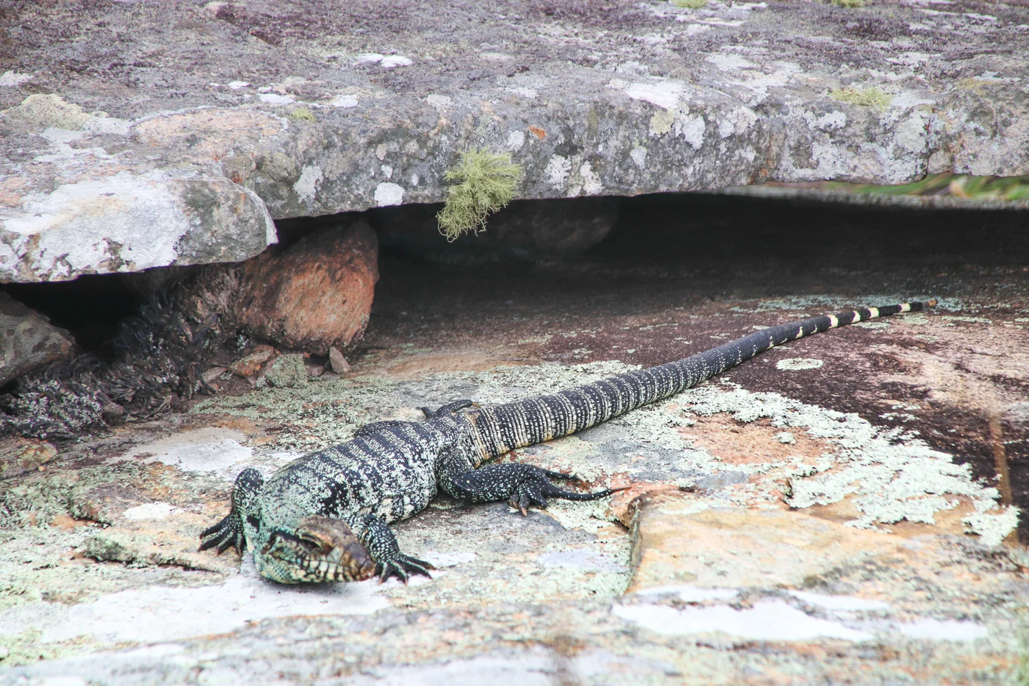 lizard-florianopolis-.jpg