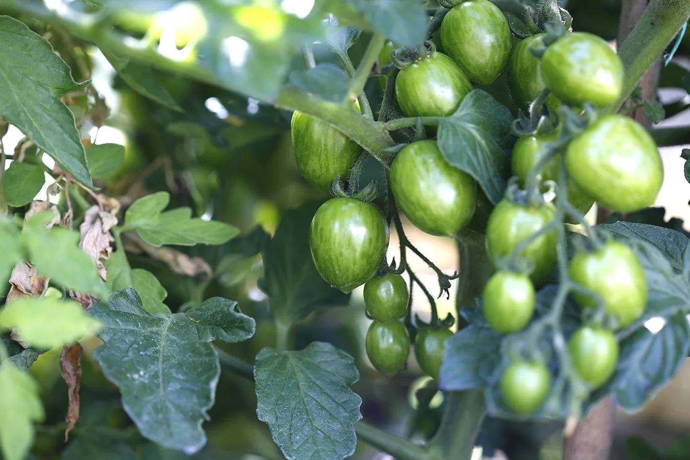 greentomatoes.jpg