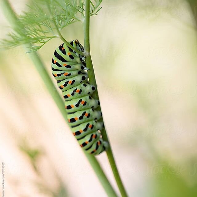 #caterpillar #herny&oacute; #raupe #schwalbenschwanzraupe #dill #macrophotography #closeup #nature #instahun #instasuisse #hisnameishugo #green #stocksy #stocksyunited #stocksyunitedphotographer #stocksyunitedphotography #fecskefark&uacute;lepkeherny