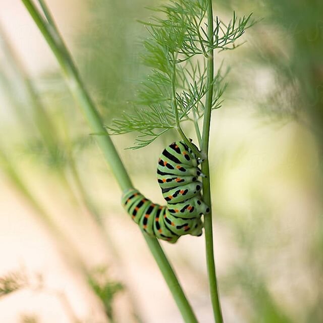 #caterpillar #hernyó #raupe #schwalbenschwanzraupe #dill #macrophotography #closeup #nature #instahun #instasuisse #hisnameishugo #green #stocksy #stocksyunited #stocksyunitedphotographer #stocksyunitedphotography #fecskefarkúlepkehernyója