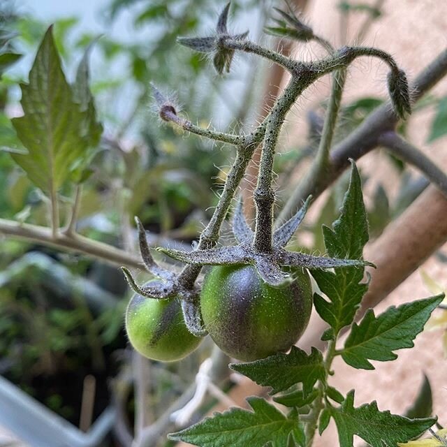 #tomatolove #tomatoplant #tomato #growyourown #growyourowngood #paradicsom #paradicsompalánta #urbangardening #springtime #sunshine #instahun #instasuisse #greentomato #z&ouml;ldparadicsom