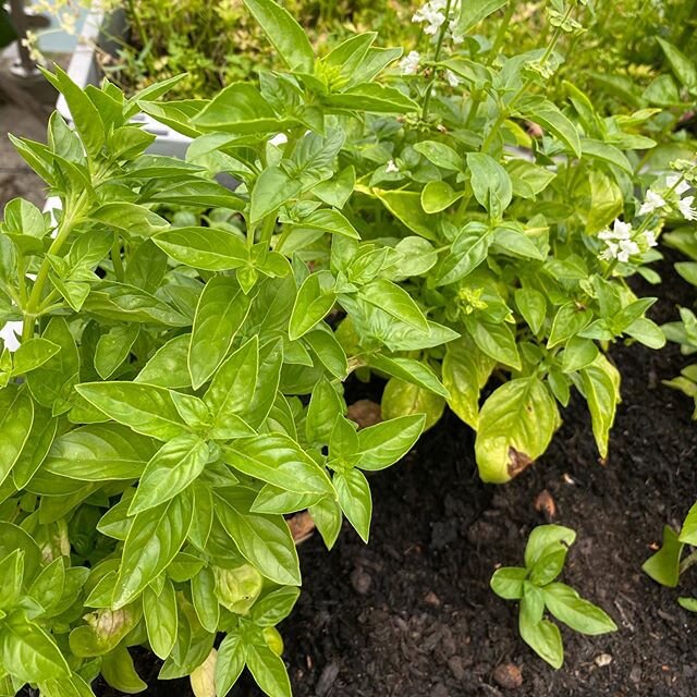 #basil #basilikum #bazsalikom #fűszern&ouml;v&eacute;ny #herb #herbgarden #growyourown #growyourownherbs #instahun #instasuisse #green #z&ouml;ld #gr&uuml;n #instaherb #az&eacute;nkertem