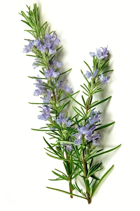 rosemary-3.jpg