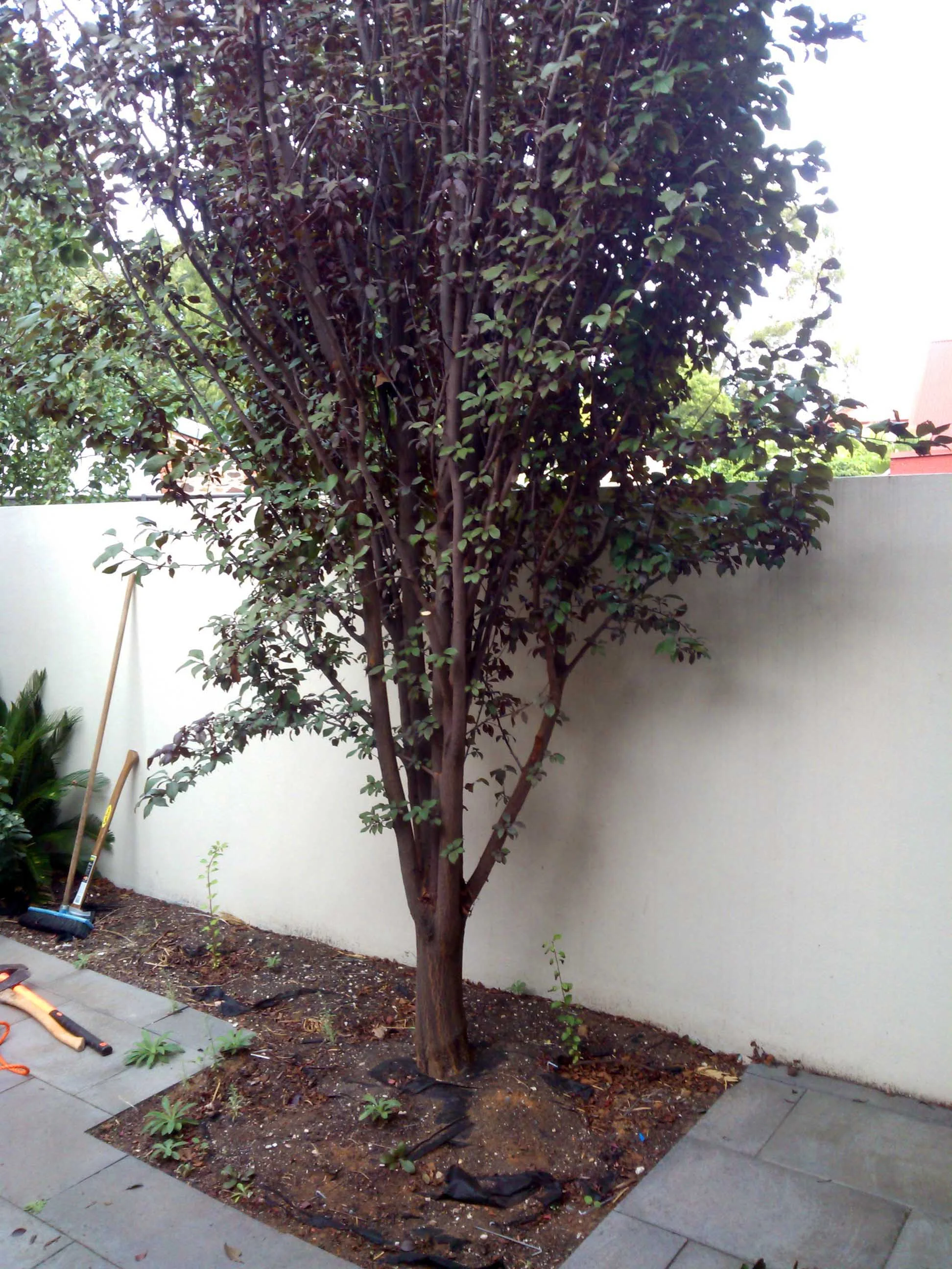 tree cracks wall and paving.jpg