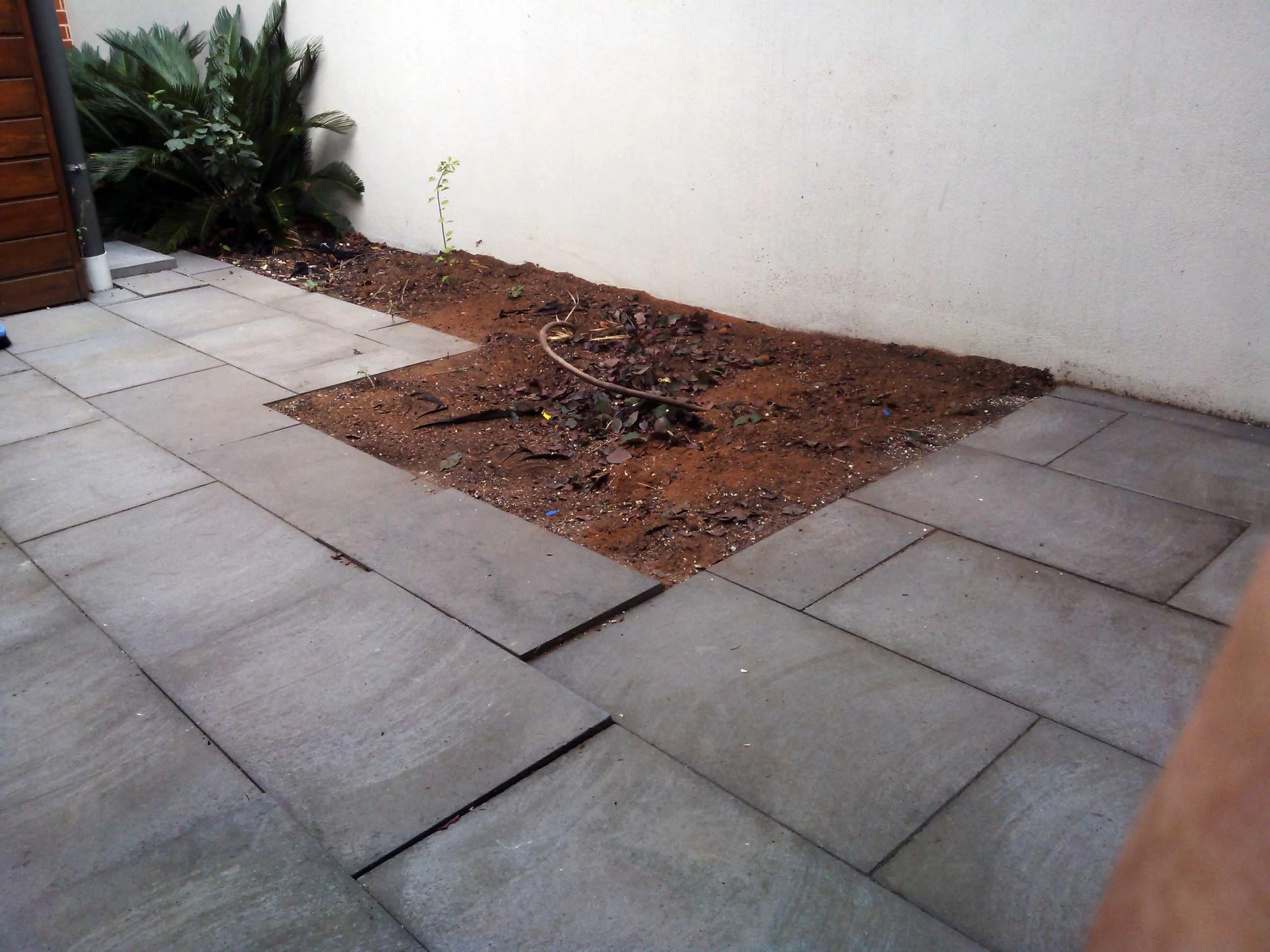 tree not cracking wall and paving.jpg