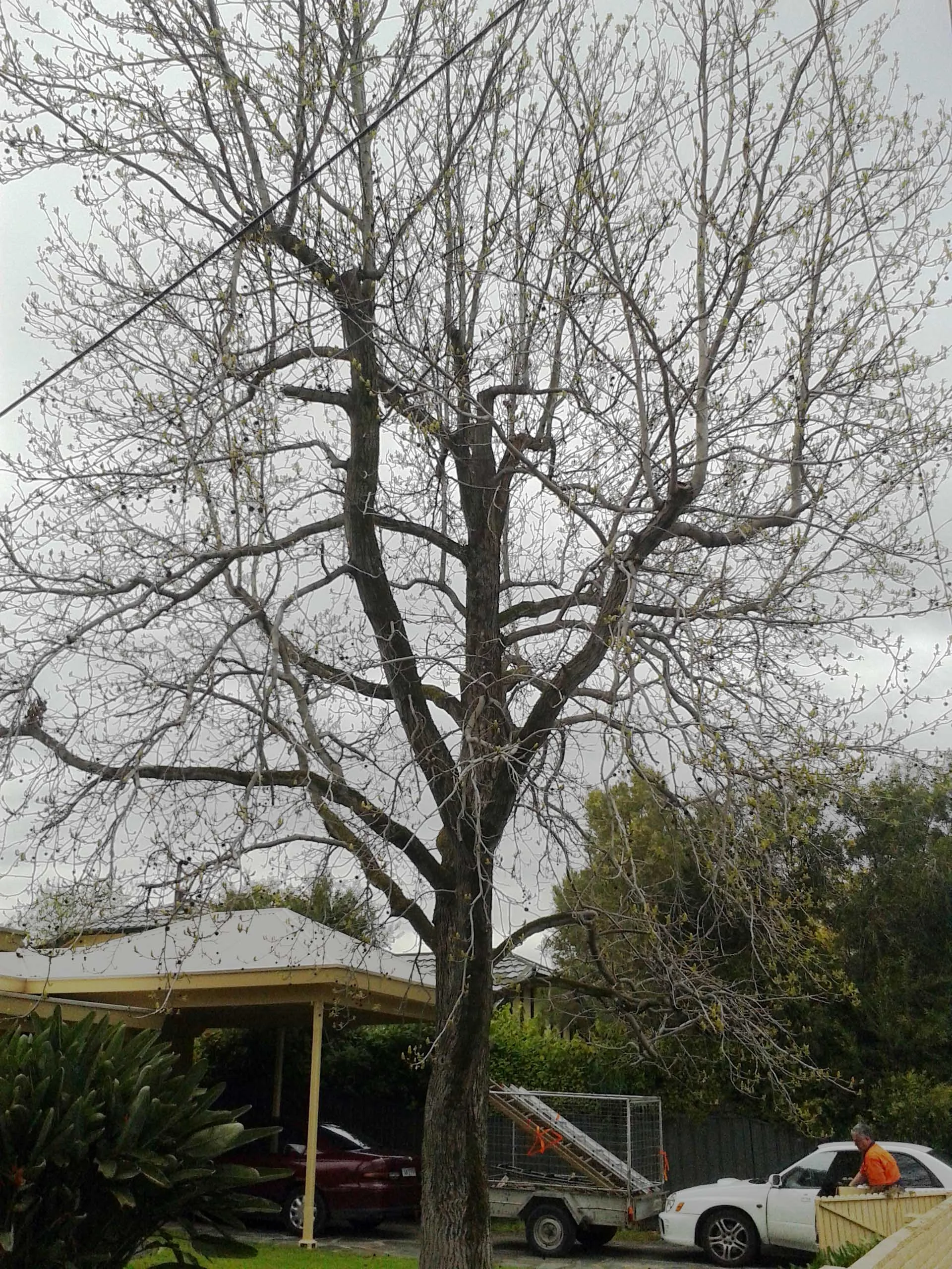 Tree removal going 1.jpg
