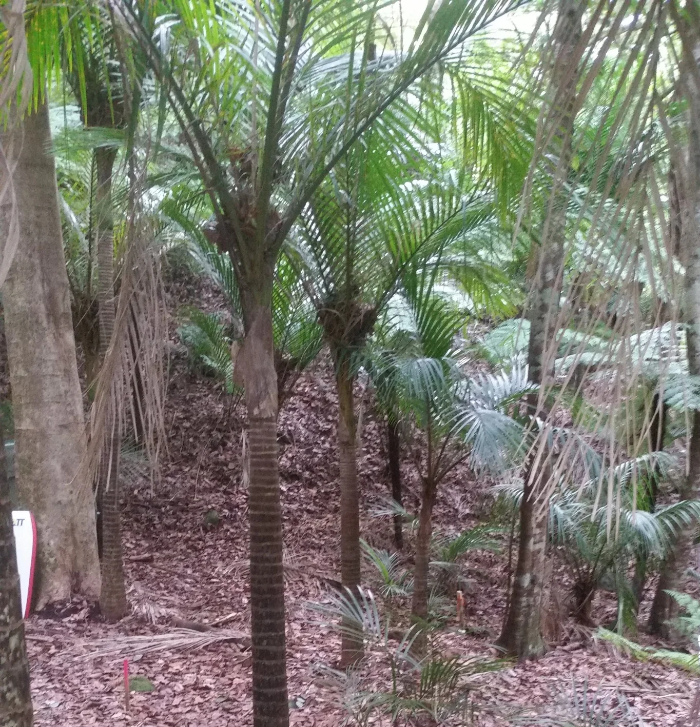 Karekare Retreat