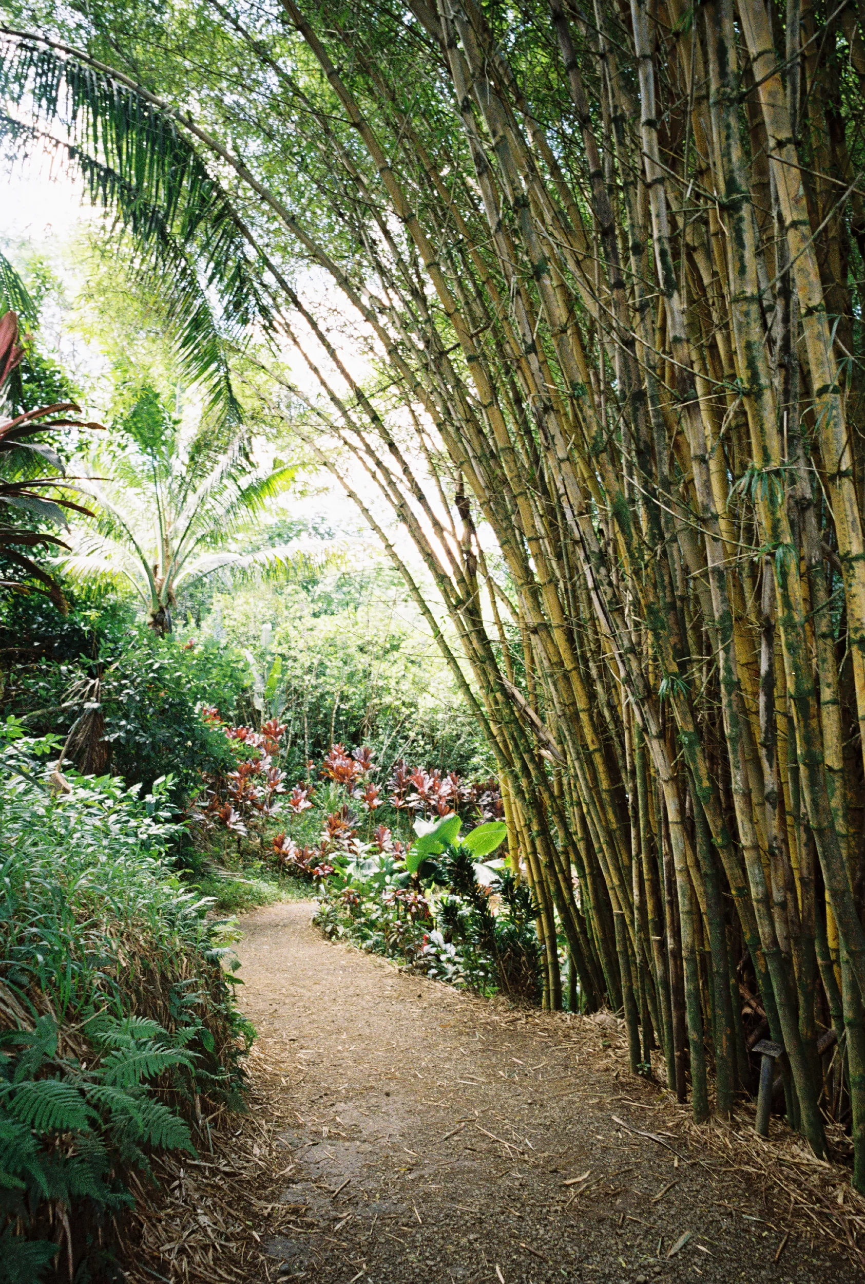 GARDEN OF EDEN, MAUI, HI • CONTAX G2 • KODAK GOLD 200