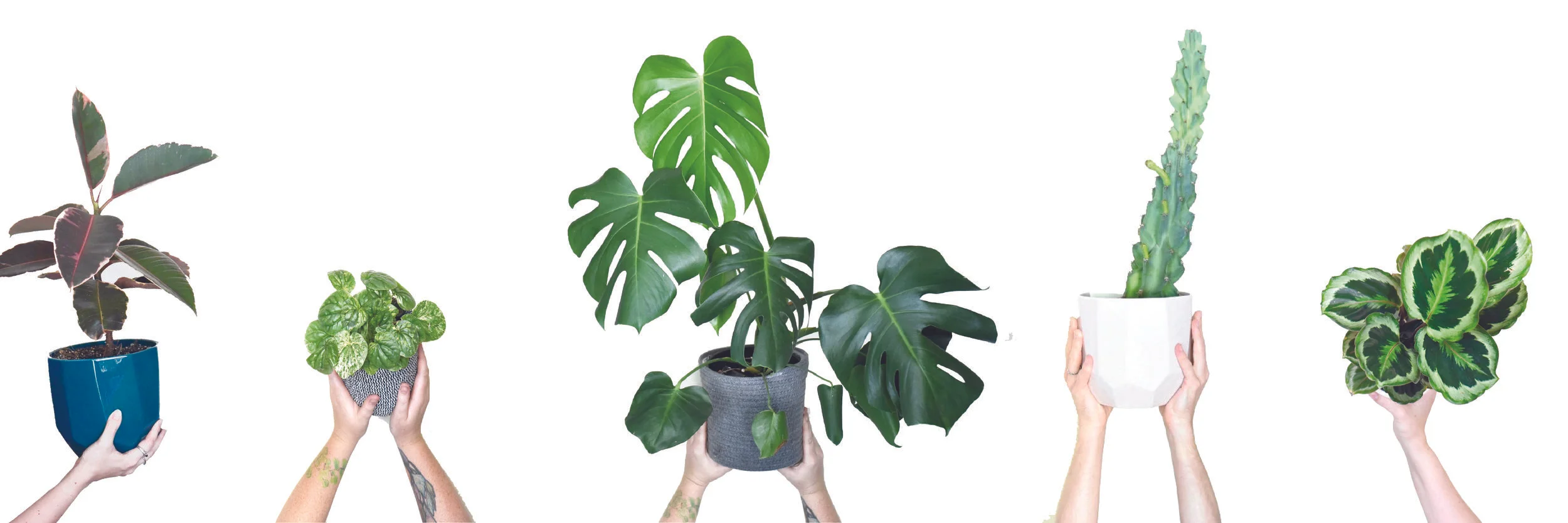 Hands Banner Botanists Lounge-01.jpg