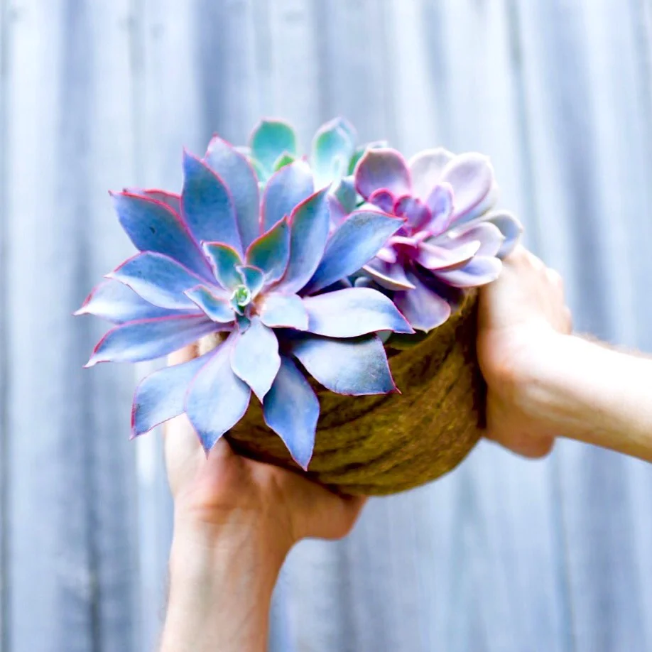 Kokedama_Bouquet_3.jpg