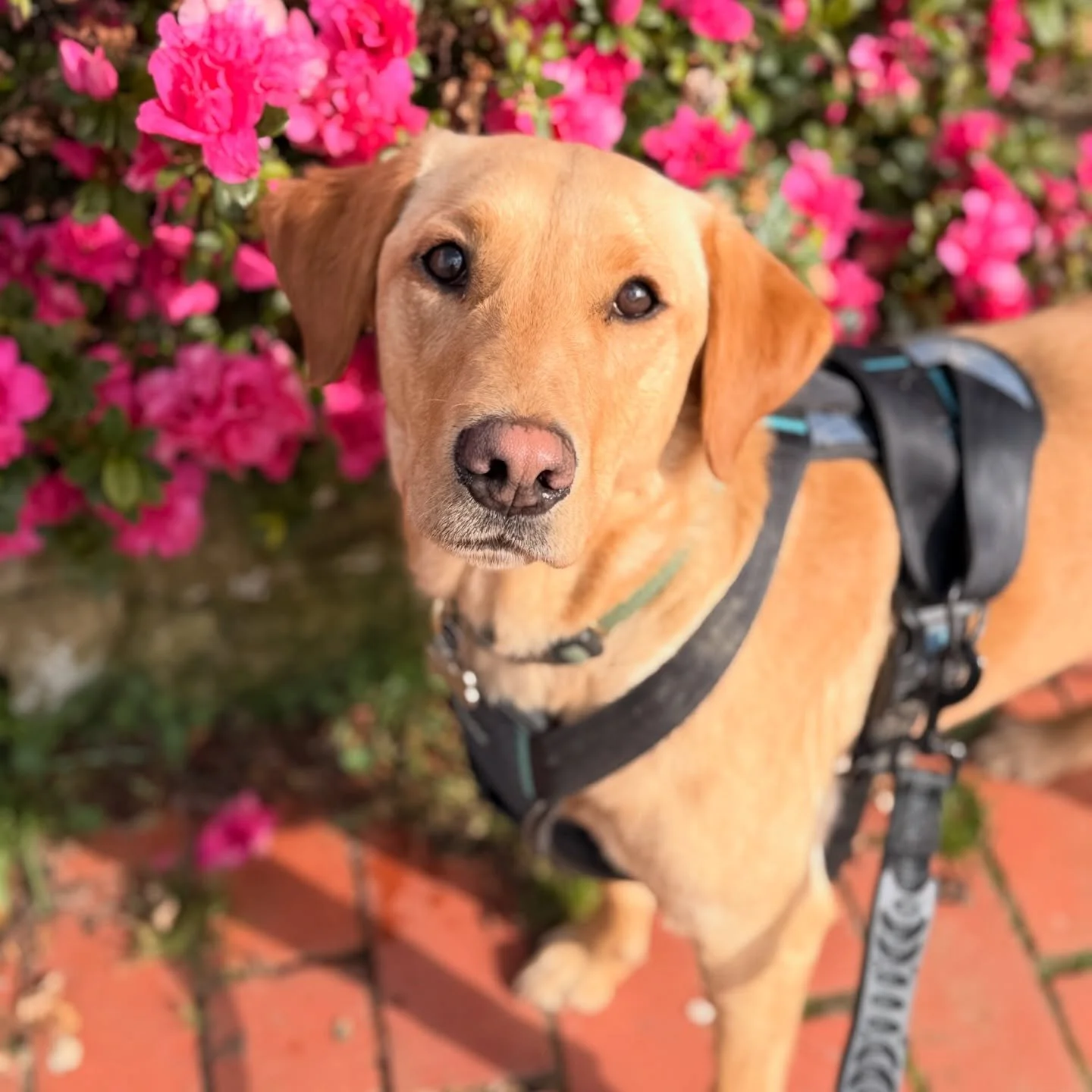 Birthday girl 🐕 

💕Because real life is not all about nutrition and exercise&hellip; and today is Mila&rsquo;s 2nd birthday&hellip; 🐾 

Dogs have always been a big part of my life
and I often reflect on all that they bring to our lives, and this i