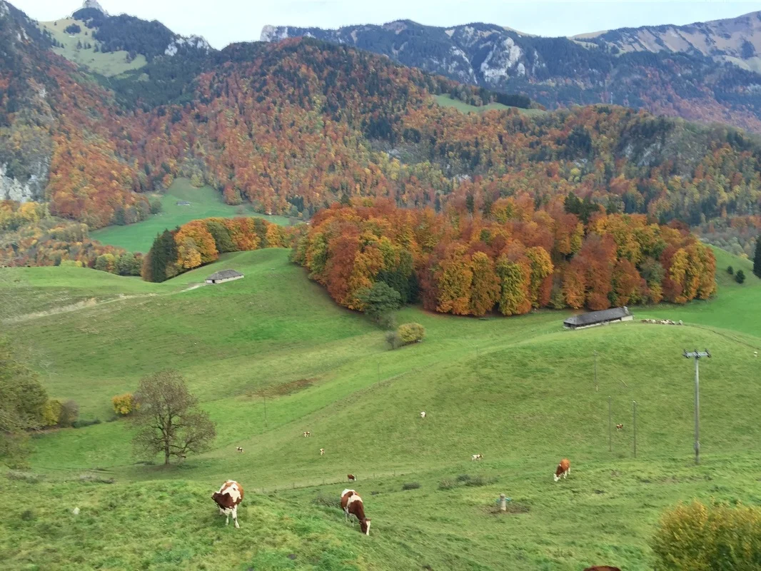 The beautiful pastures of Gruyeres