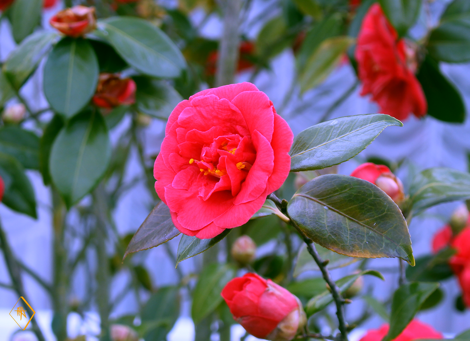 ROSE.png