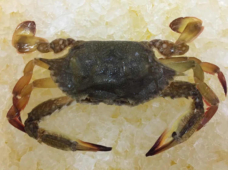 Shellfish - Soft Shell Sand Crab.jpeg copy.jpg