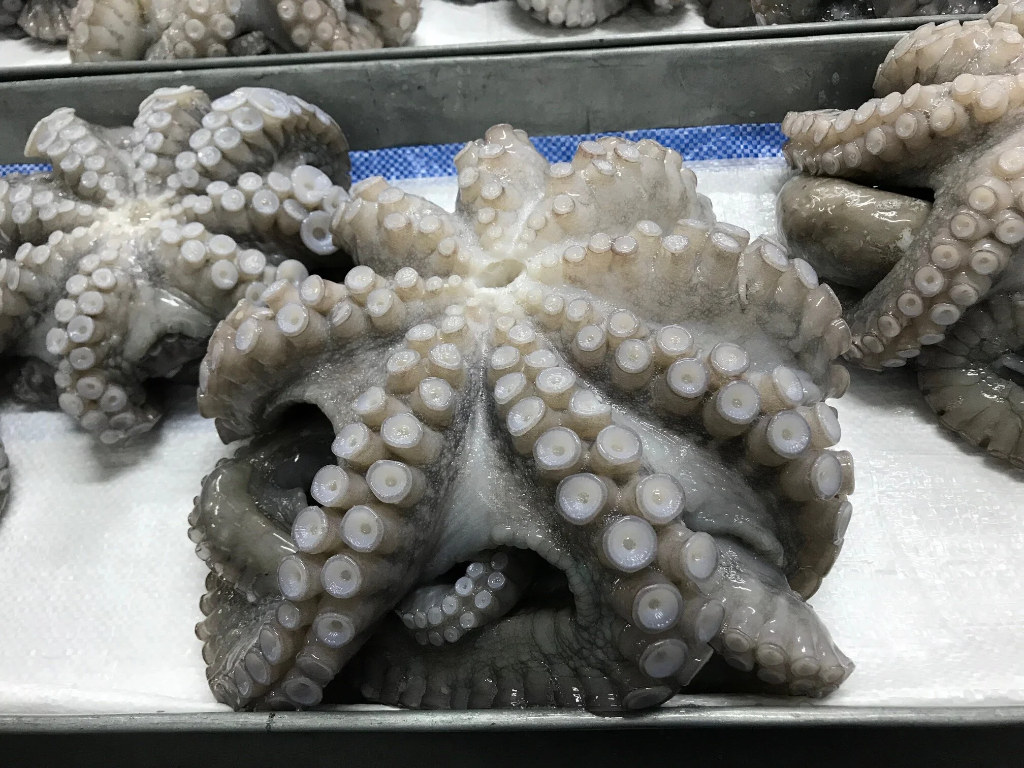 Giant Octopus 13.jpeg