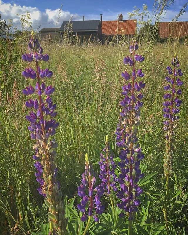 Deep in the meadow with a wild lupin #fenlodgeshepherdshuts @fenlodge