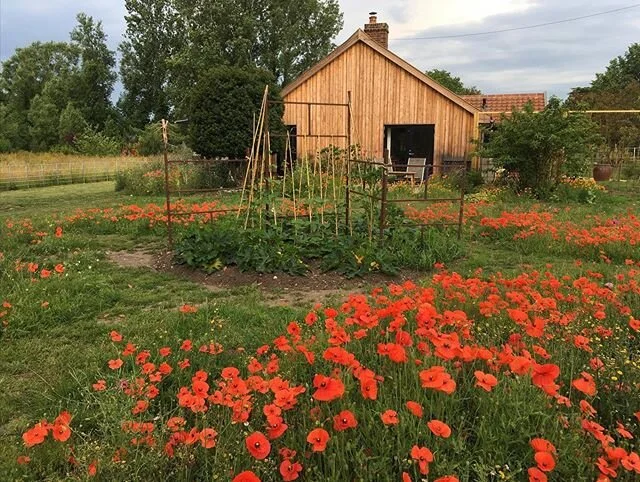 Formal garden commenced...informally #fenlodgeshepherdshuts @fenlodge #fieldpoppies