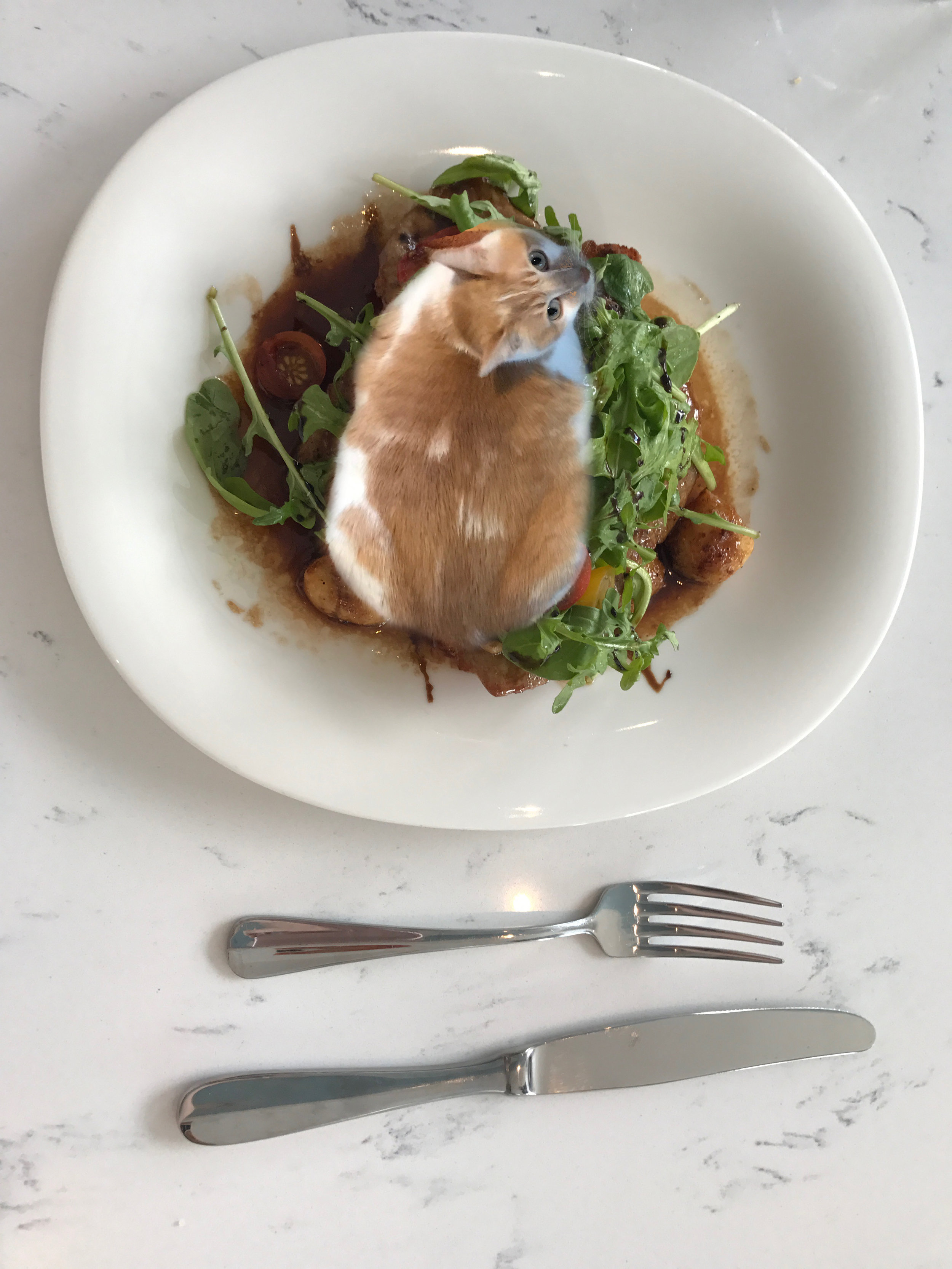 catdinner.jpg