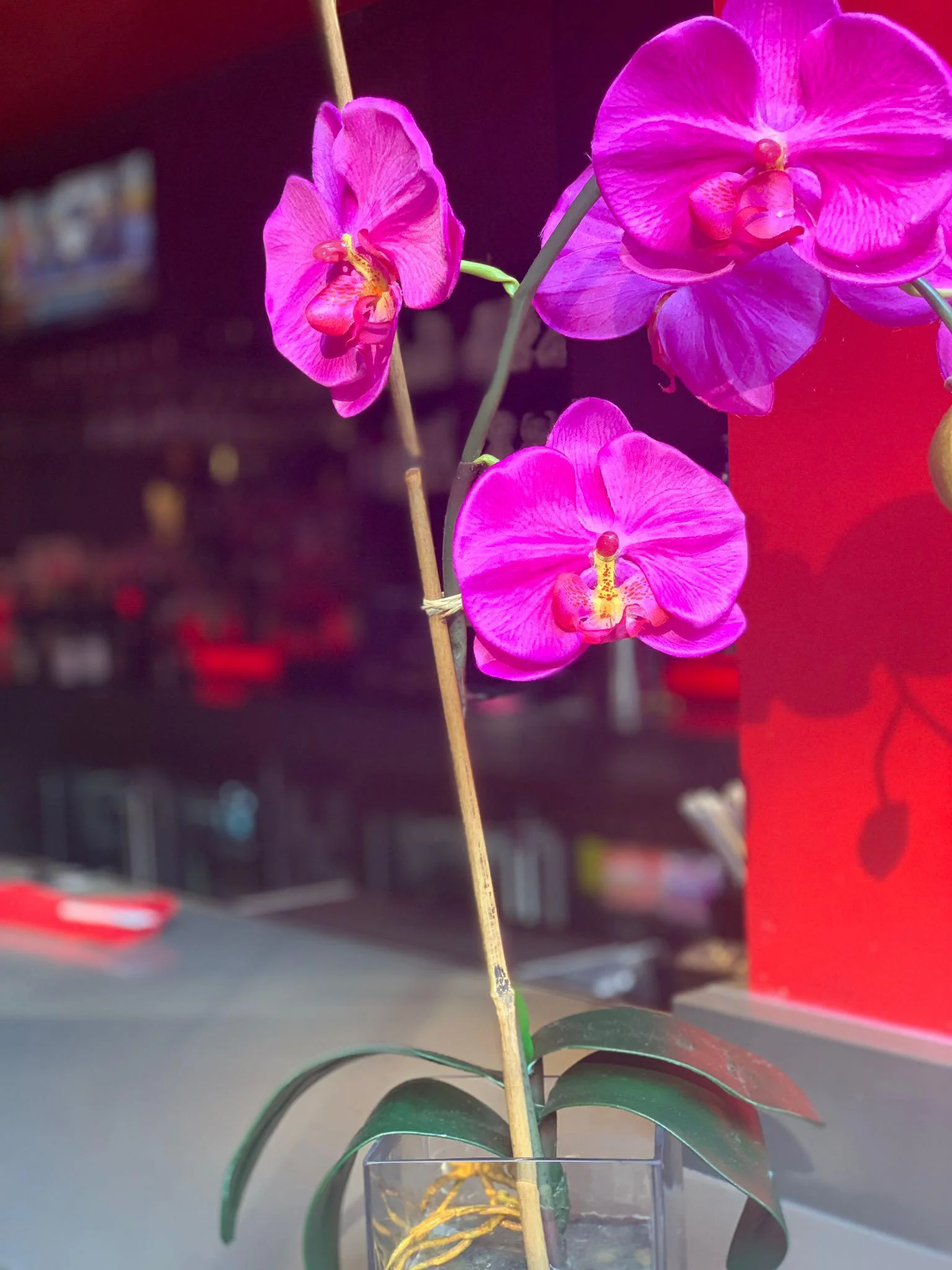 Flowers-Benihana-Chicago-Trip-Sisters.jpg