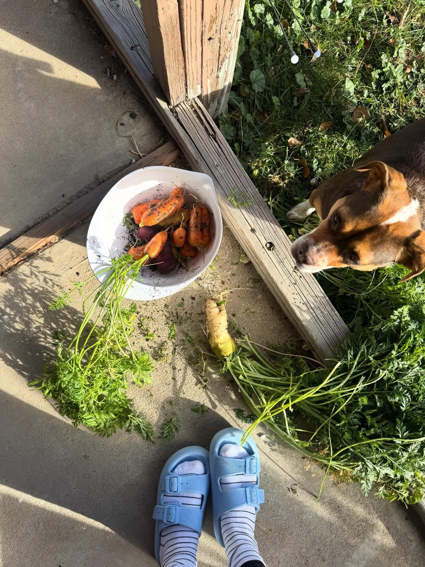 Happy turkey day, thankful for so many things this year. We had a quiet thanksgiving with family. It&rsquo;s been  so warm  in Colorado that I actually used carrots from our garden this year. 
Hope everyone had a relaxing day.