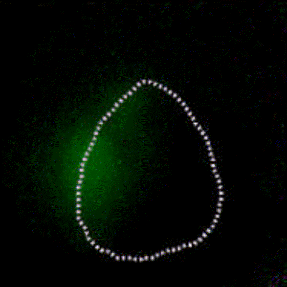 boutonV1_epi_2colorCropped.gif