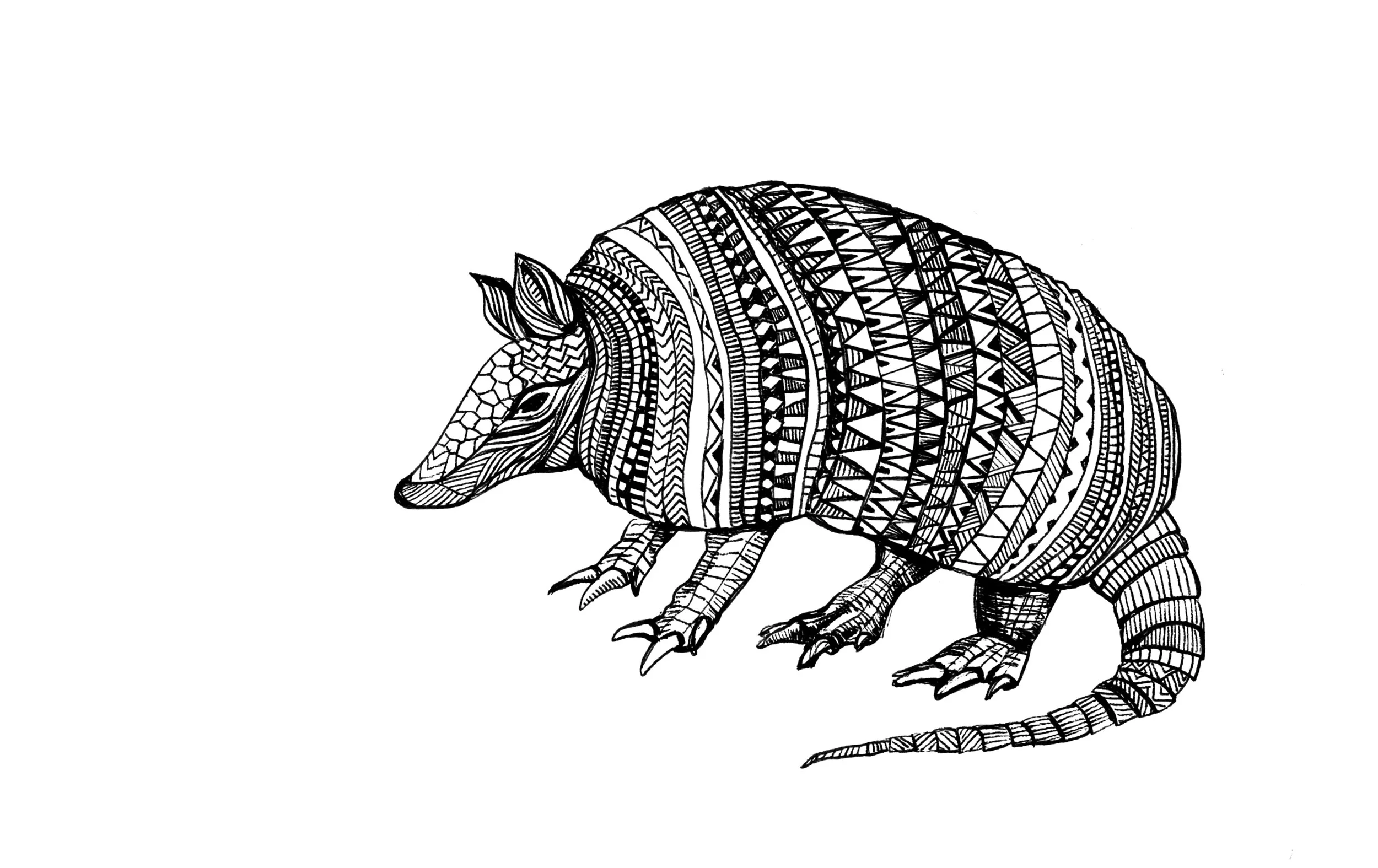 Armadillo.jpg