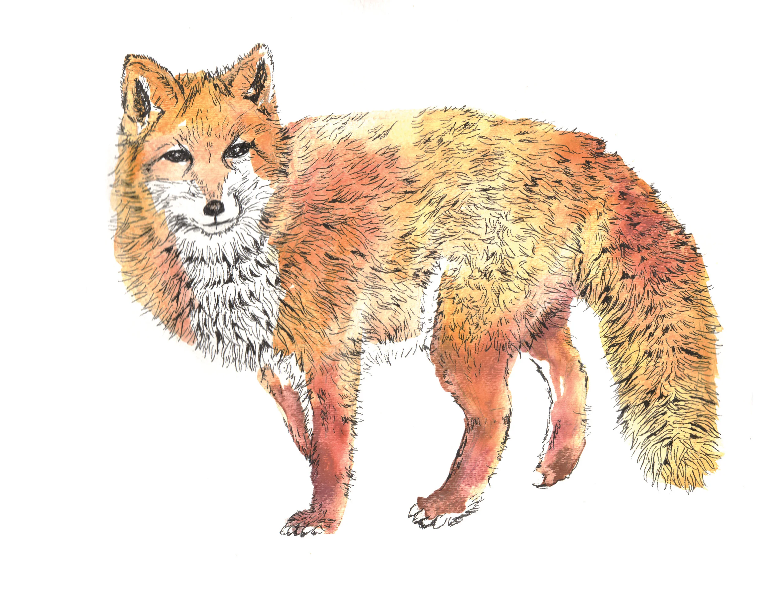 Fox.jpg