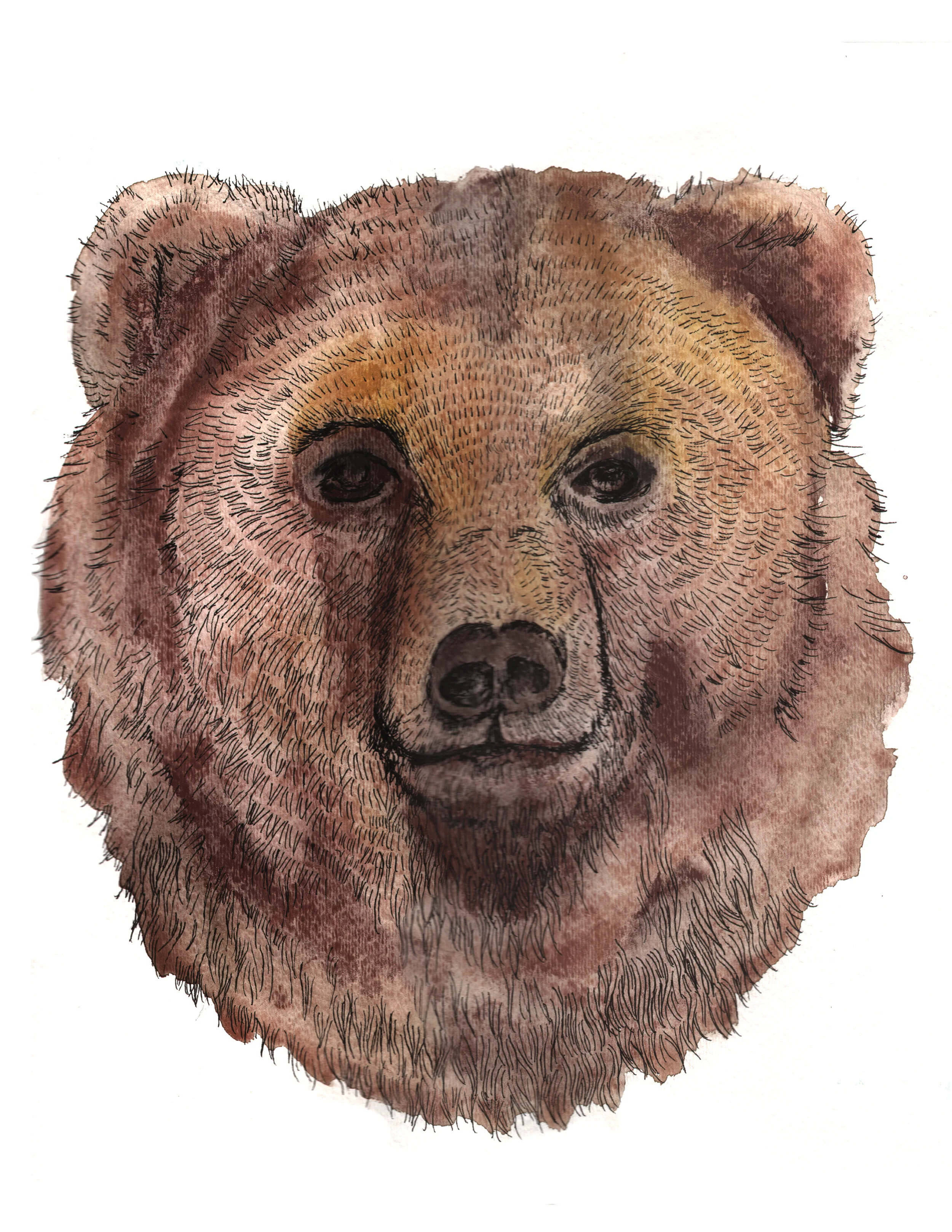 Bear.jpg