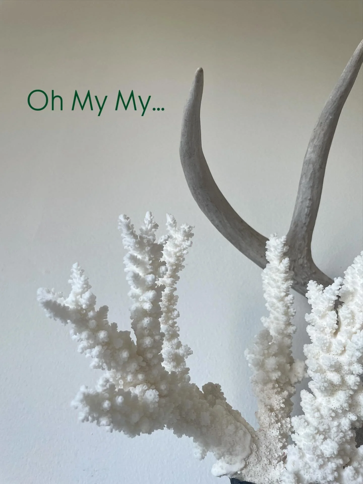 The way Nature mirrors itself across different species just blows my mind…These two pretty much sum it up.  Bringing this beauty with me to Autumn with Topsail for the weekend unless you need to claim it first. 
Antler Shed and Branch Coral o