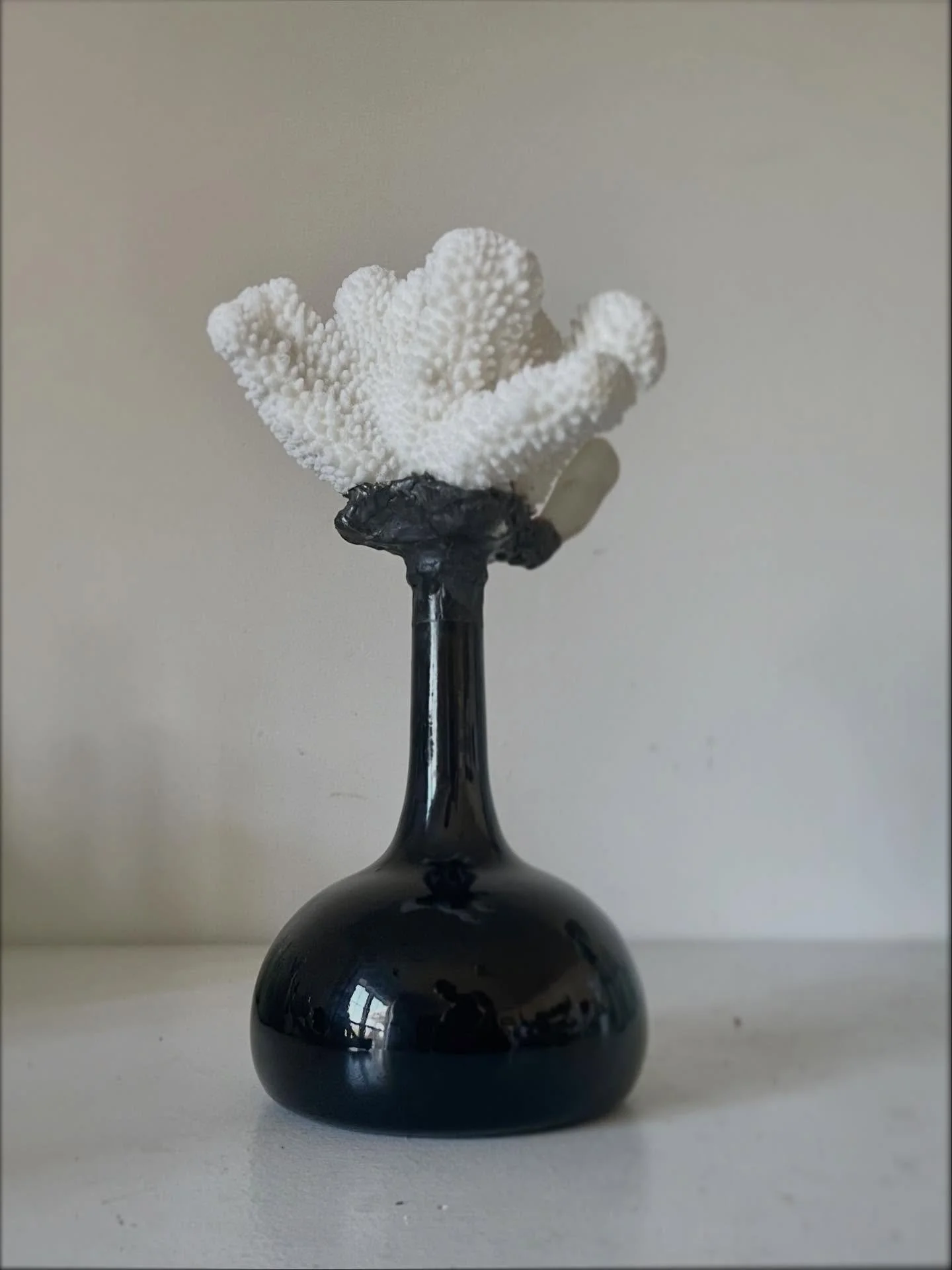 Some special new pieces to share with you tomorrow at the WB Market. Only two more Mondays to go&hellip;come enjoy the sun and start your Holiday week on a lovely note 🖤

Cats Paw Coral + Local Oyster on Antique Glass $294. 11.5&rdquo;h.

Red Sea Fa