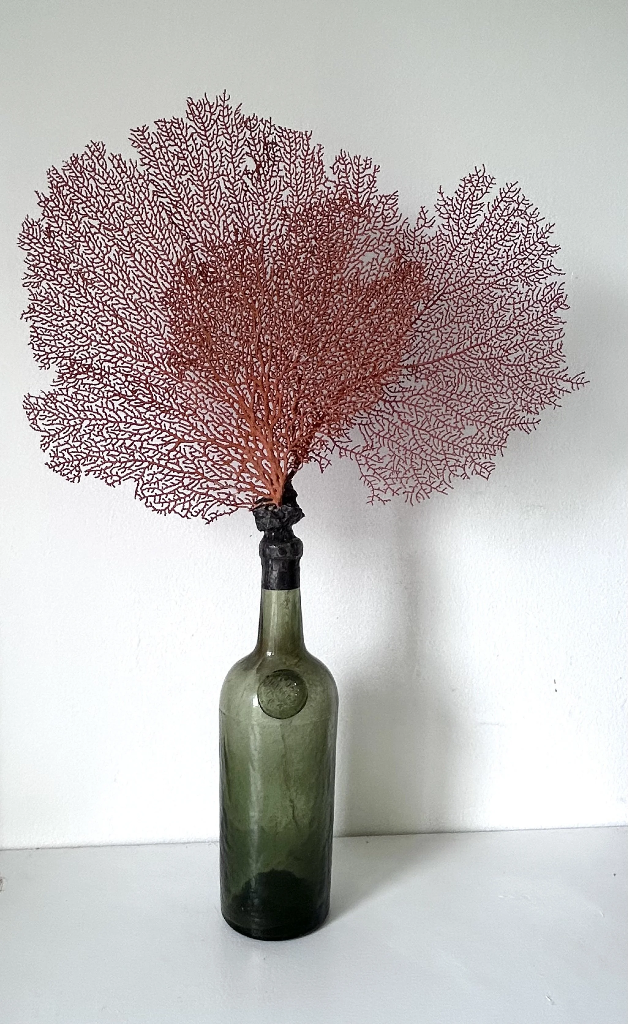 Orange Sea Fans on Antique Malaga Bottle