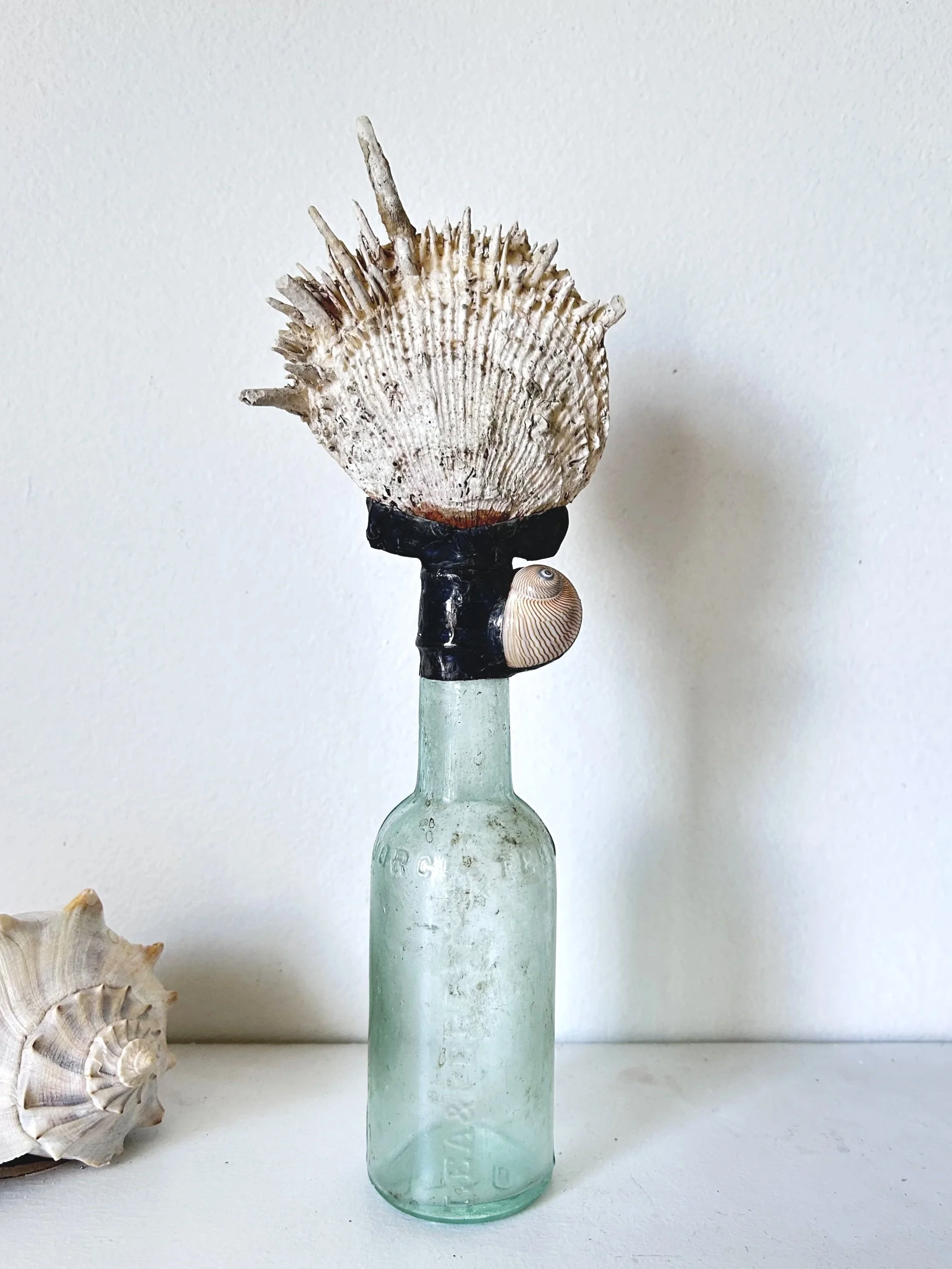 Local OffShore Spiny Oyster w/ Moon Snail on Antique Glass