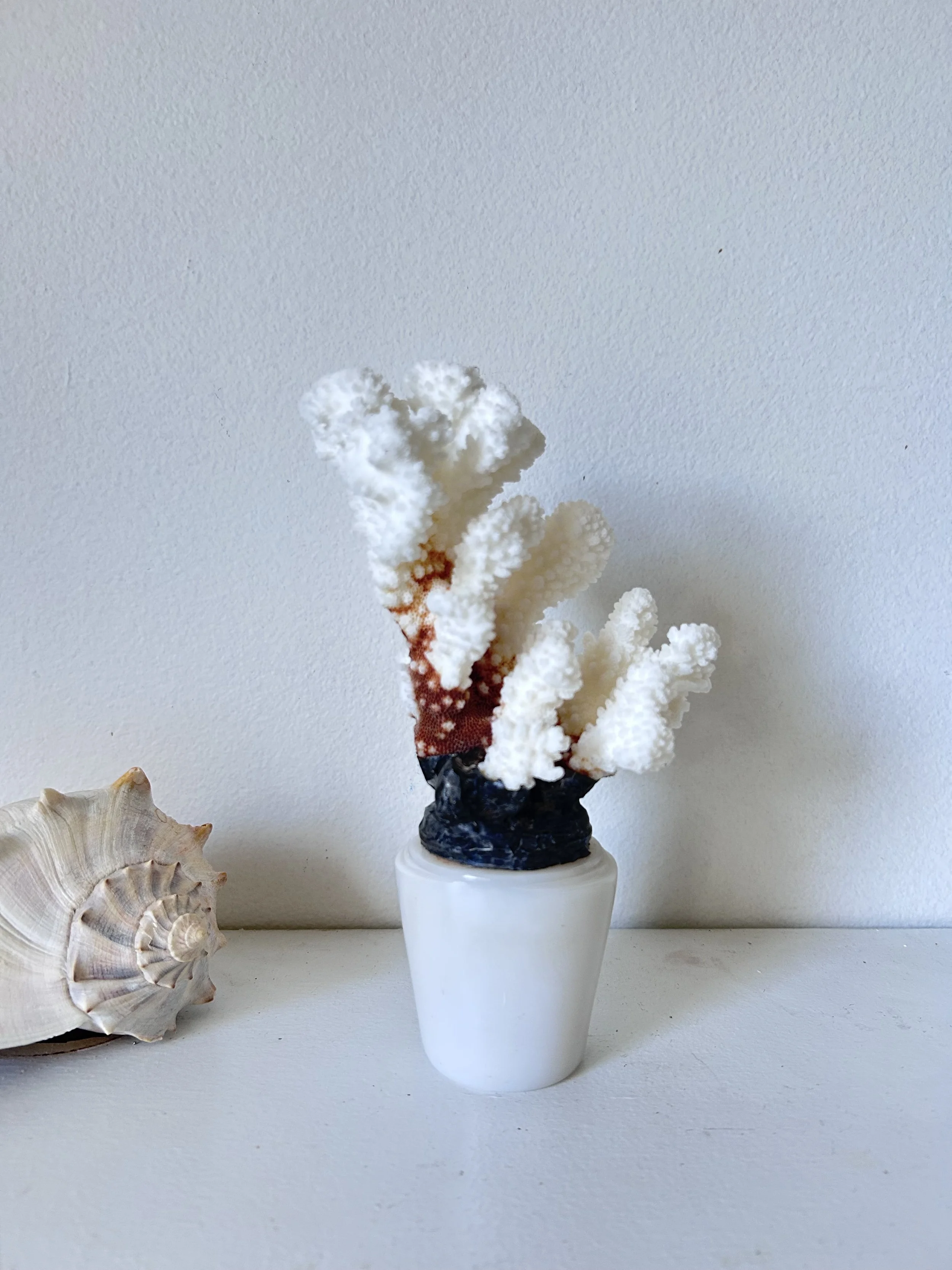 Brown Stem Coral on Milk Glass