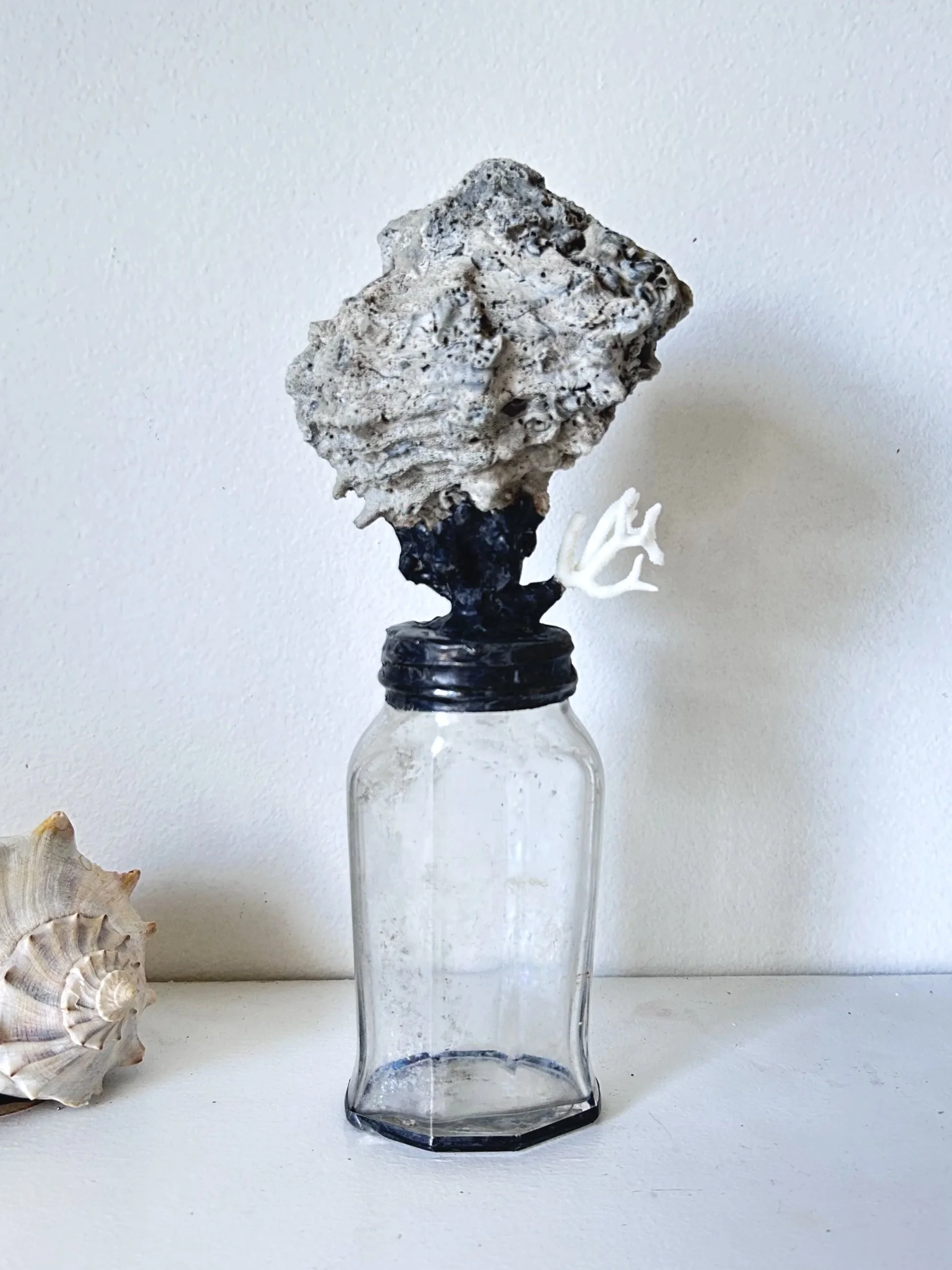 Local Fossilized Murex with Coral on Antique Glass