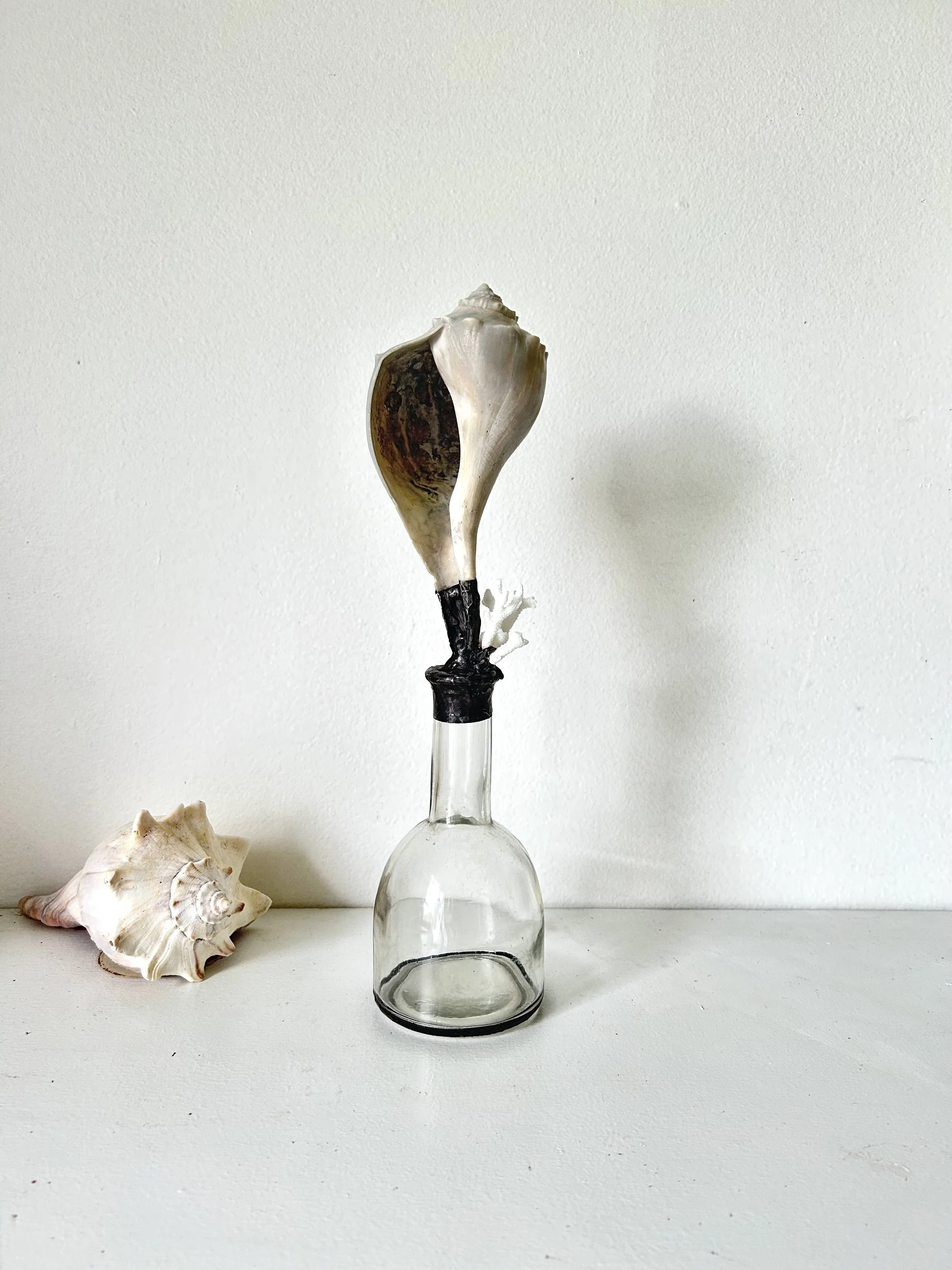 Local Whelk with Coral on Antique Glass