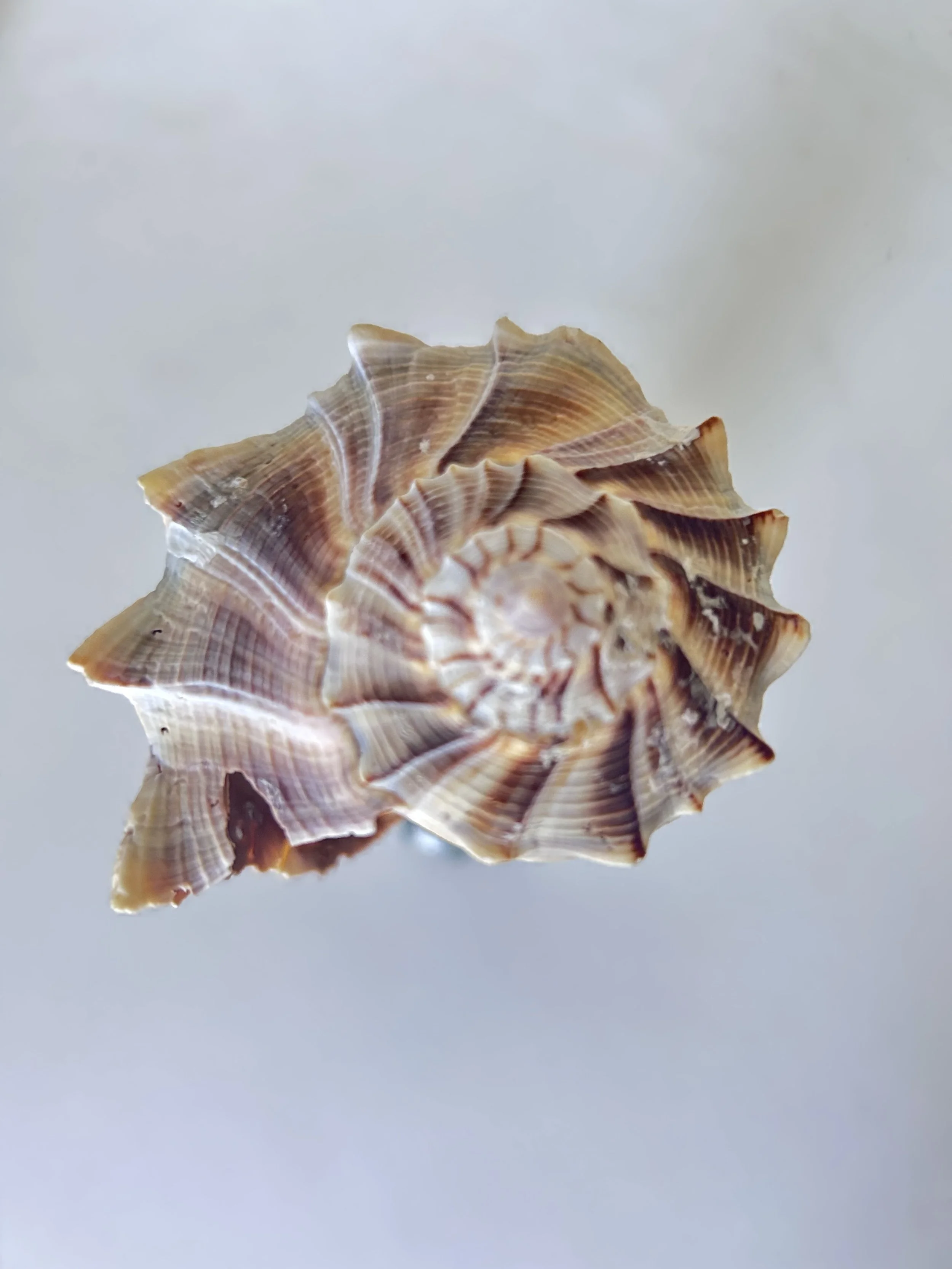 IMG_3501.jpeg