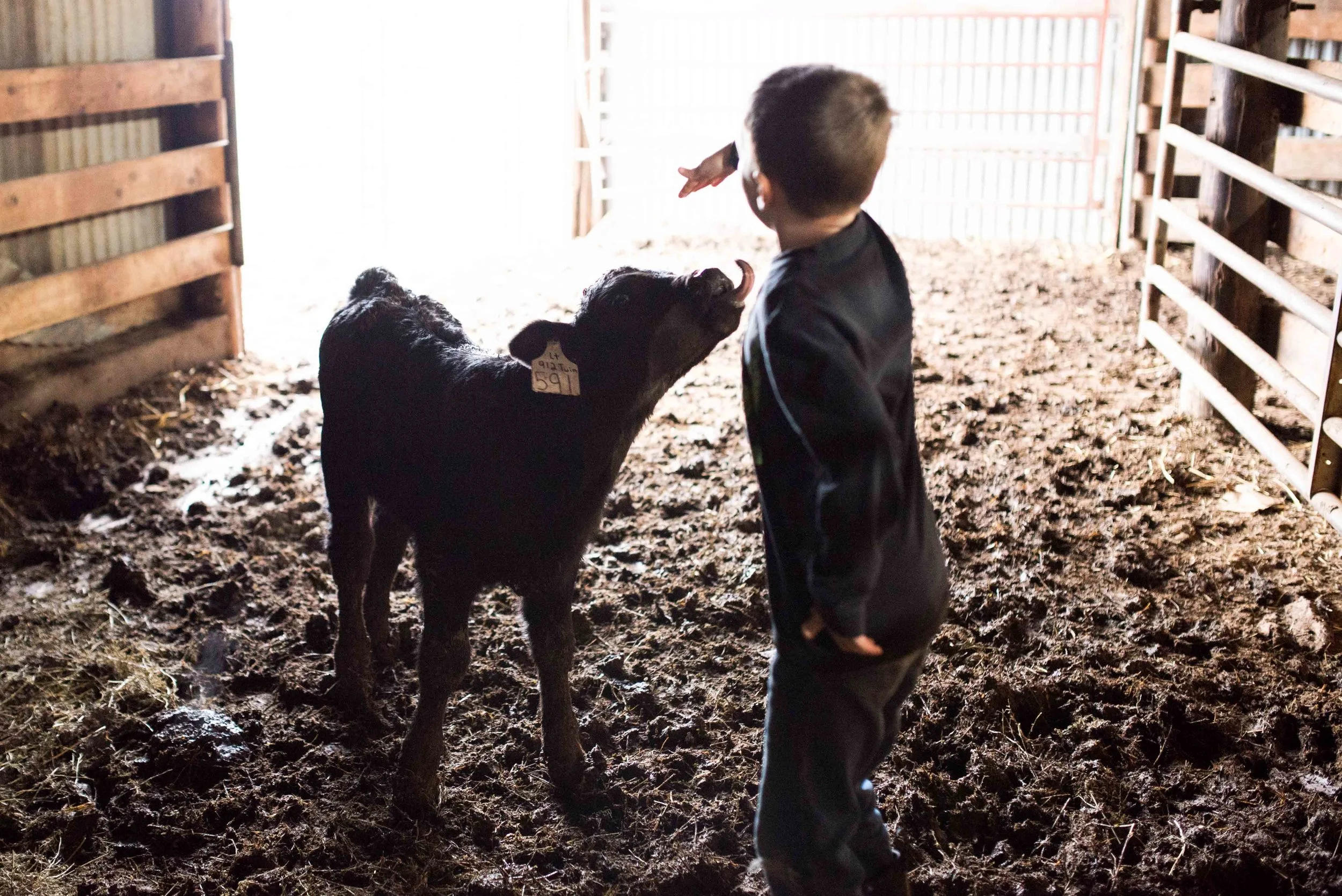 Seven-year-old Wyatt plays with a calf