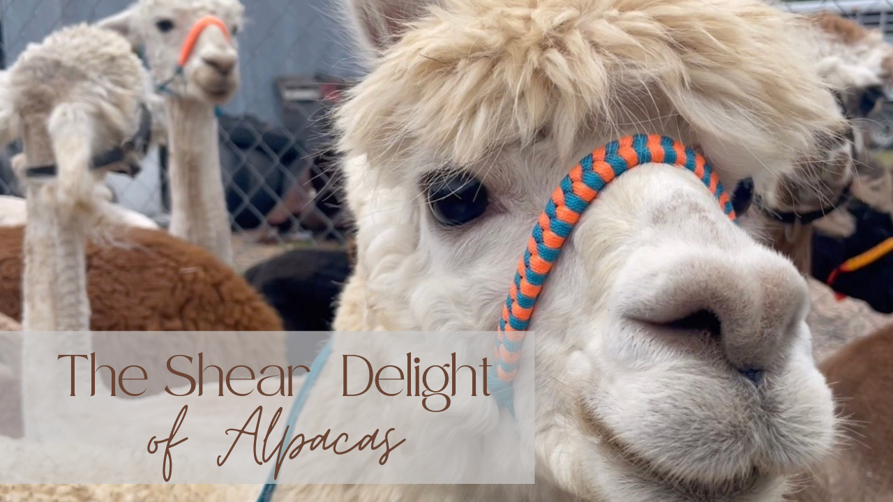 The Shear Delight of Alpacas