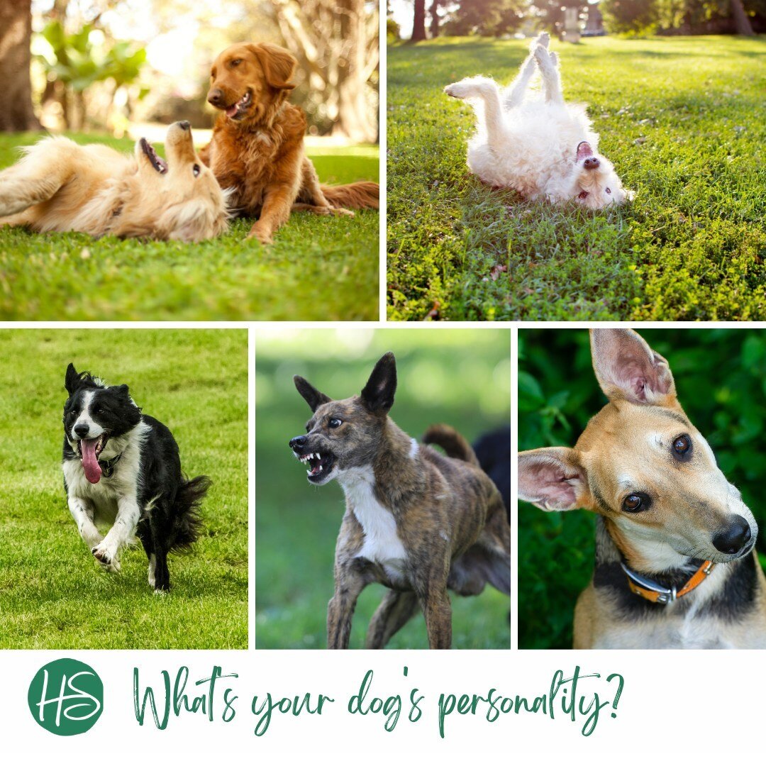 It's Dog Appreciation Month! 🐕⁠
⁠
Researchers have narrowed dogs' personalities into 5 dimensions: sociability, playfulness, chase-proneness, aggressiveness and curiosity/fearfulness.⁠
⁠
👉 What is your dog's personality?⁠
⁠
We love dogs, and we hav