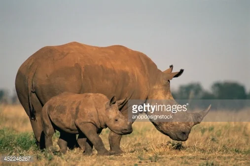 Property Means Preservation