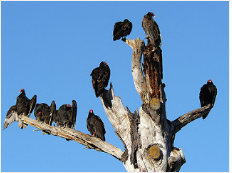 Vultures Wait for the Cluster of Errors