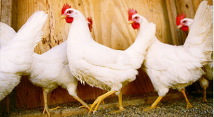 The Fed Makes Your Chicken Expensive 