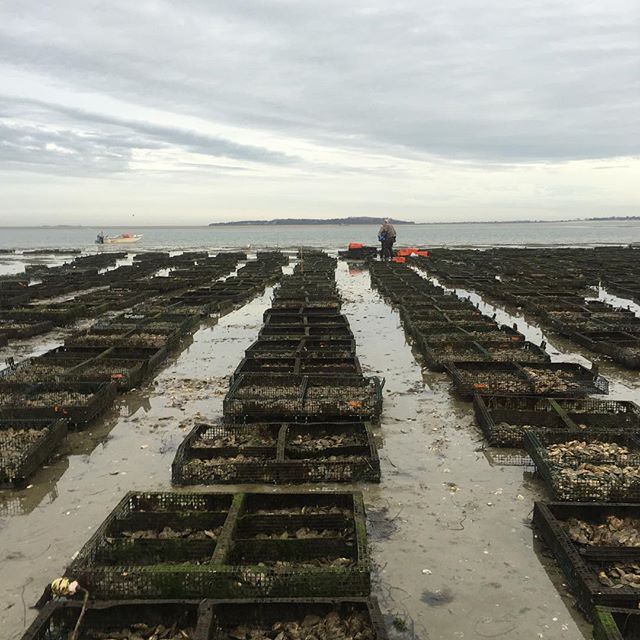 Very busy day out on the farm today. Getting ready for the busy holiday season. #eatoysters #happyholidays #plymouth #oysters