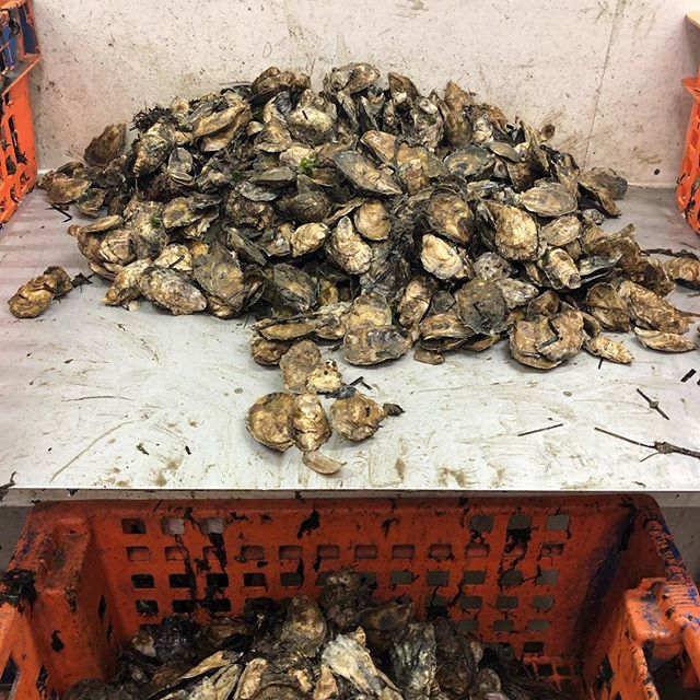 Coming to a table near you! #eatoysters #plymouth
